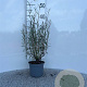 Salix purpurea 'Nana' 30-40 cm C1.3
