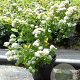 Spiraea betulifolia 'Tor' 30-40 cm 3,0L