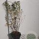 Spiraea billardii 50-60 cm 3,0L