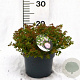 Spiraea jap. 'Little Princess' 25-30 cm 3,0L