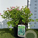 Spiraea jap. 'Little Princess' 25-30 cm 3,0L
