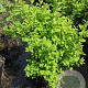 Spiraea jap. 'Little Princess' 25-30 cm 3,0L