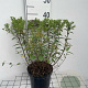 Spiraea jap. 'Little Princess' 30-40 cm 3,0L