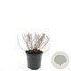Spiraea jap. 'Little Princess' GM C1.3