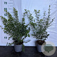 Symphoricarpos d. 'Magic Berry' 40-60 cm 2,0L
