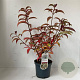 Viburnum hillieri 'Winton' 25-30 cm 3,0L