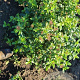 Viburnum tinus 60-80 cm met kluit