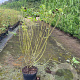 Cornus sericea 'Flaviramea' 80-100 cm 5,0L