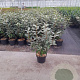 Elaeagnus ebb. 'Compacta' 80-100 cm 7,5L