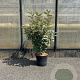 Elaeagnus ebb. 'Compacta' 80-100 cm 7,5L