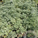 Artemisia 'Powis Castle' GM 2,0L