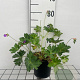 Geranium Rozanne GM C1.3