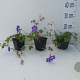 Geranium Rozanne GM P9