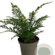 Polystichum setiferum GM 2,0L
