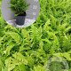 Polystichum setiferum GM 2,0L