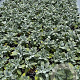 Stachys byzantina 'Silver Carpet' GM 2,0L