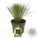 Stipa tenuissima 'Ponytails' GM 2,0L