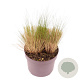 Stipa tenuissima 'Ponytails' GM 2,0L