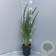Typha latifolia GM 2,0L