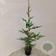 Cupressocyparis leylandii 70-80 cm 3,0L
