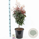 Prunus cer. Crimson Pointe 100-120 cm 10L