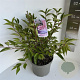 Prunus incisa 'Paean' 30-40 cm 5,0L