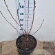 Prunus ser. 'Royal Burgundy' 80-100 cm 12L