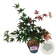 Acer pal. 'Atropurpureum' 40-50 cm P21