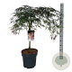Acer pal. 'Garnet' 50 cm stam 14L