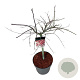 Acer pal. 'Garnet' 50 cm stam 14L