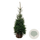 Picea omorika 125-150 cm met kluit extra