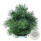 Pinus sylv. 'Watereri' 20-25 cm