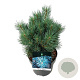 Pinus sylv. 'Watereri' 25-30 cm
