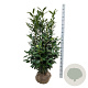 Prunus l. Elly 125-150 cm met kluit