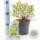 Abelia grandifl. Happy Daydream 25-30 cm 2,0L