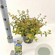 Abelia grandifl. Happy Daydream 25-30 cm 2,0L