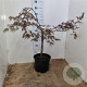 Acer pal. 'Garnet' 60-80 cm 12L