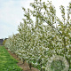 Amelanchier 'Ballerina' 60-80 cm 15L najaarspotting