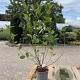 Aronia melanocarpa 60-80 cm 2,0L