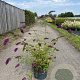 Buddleja d. 'Royal Red' 80-100 cm 10L
