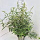 Buddleja d. 'White Profusion' 80-100 cm 10L