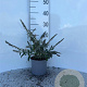 Buddleja 'White Ball' 25-30 cm 2,0L