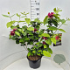 Calycanthus r. 'Hartlage Wine' 80-100 cm 10L