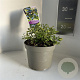 Ceanothus El Dorado 10 cm 2,0L