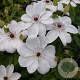 Clematis White Pearl GM C1.3