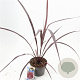 Cordyline Festival Burgundy 30-40 cm 3,0L