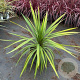 Cordyline indivisa 'Peko' 70-80 cm 12L