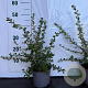 Escallonia 'Donard Seedling' 45-50 cm 2,0L vierkant