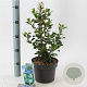 Escallonia 'Iveyi' 30-40 cm 3,0L