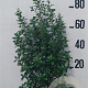 Escallonia 'Iveyi' 60-80 cm 10L